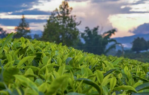 福建十大名茶是指哪十大？