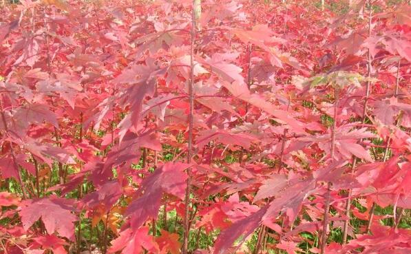 紅楓小苗多少錢一棵,紅楓小苗多少錢一棵價格,紅楓小