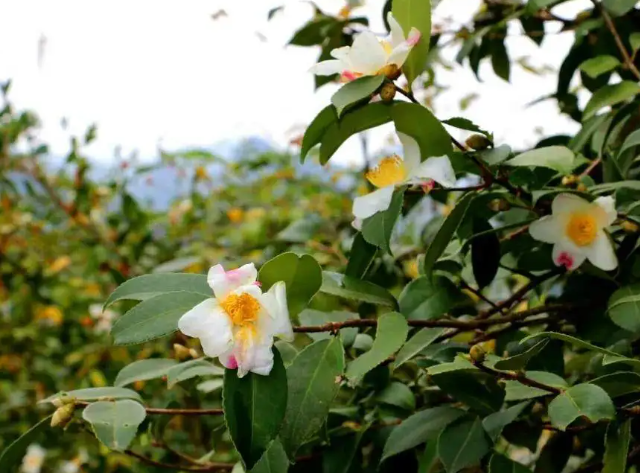 白花油茶種植前景？