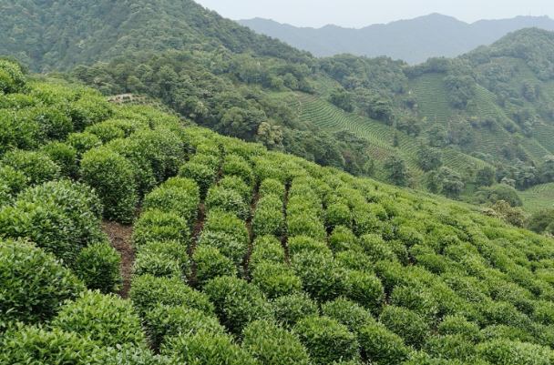 茶葉之鄉(xiāng)是哪里(中國的茶鄉(xiāng)在哪里)