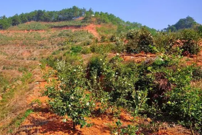 山茶油樹種植技術