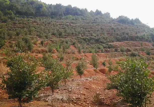 野茶油樹種植技術(shù)