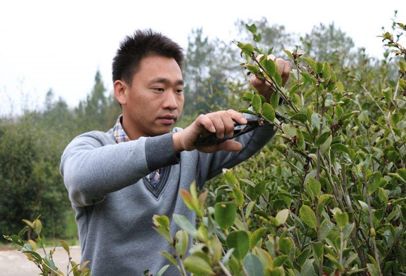 新手如何種植茶油樹