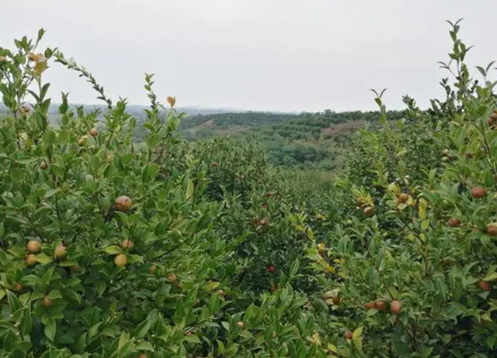 油茶渾身是寶，為什么種植油茶的人少之又少？