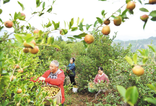 中國(guó)有一種“山茶油”，驚艷了全世界！