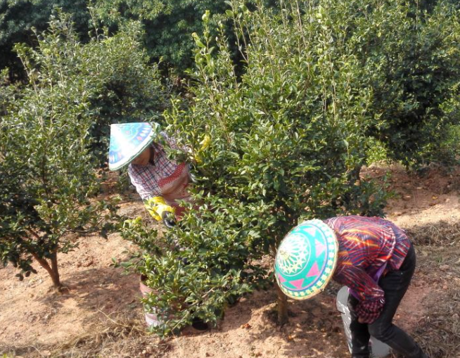 油茶樹種植技術及管理方法