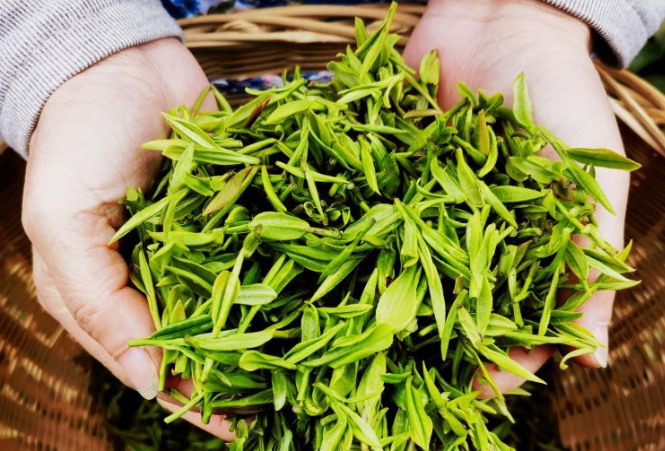 茅山春茶陸續(xù)進(jìn)入采摘期