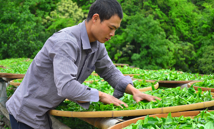 春茶手工采摘及注意事項(xiàng)