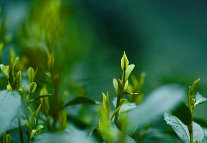 今年綠楊春茶行情預(yù)測