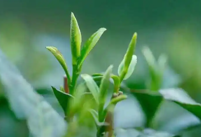 旁海水寨的明前茶開(kāi)始采摘了