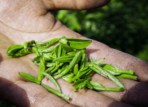 江蘇鎮(zhèn)江丹徒上黨鎮(zhèn)：近日茶園綠意濃，茶葉采摘忙